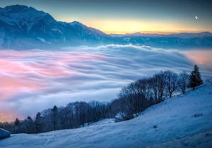 为什么那么难买到真正的化州橘红？