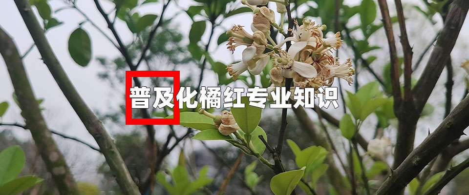 普及化橘红专业知识