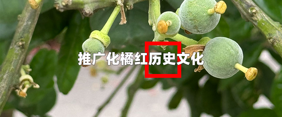 推广化橘红历史文化